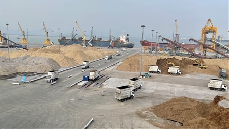 Situation of export wood chips Market