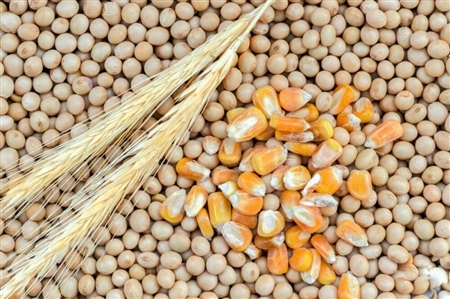 IGC: Global grains carryover to reverse course